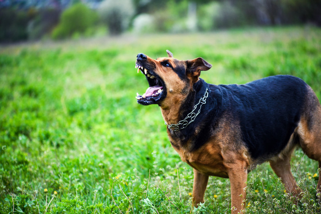 angry dog looking to bite someone in chicago, illinois
