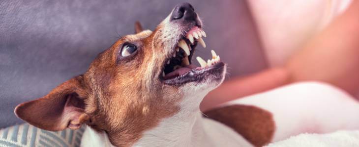 Terrier dog growling.