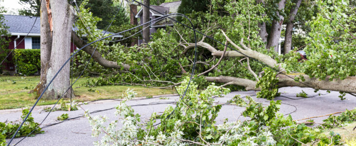 Trees snapped in half knocking down electric and cable wires